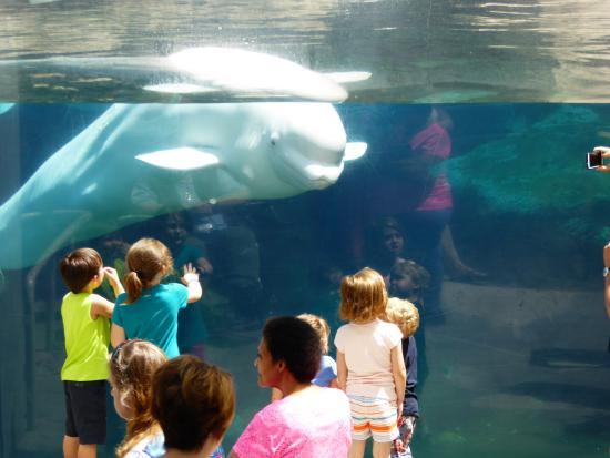 Mystic Aquarium and Institute for Exploration